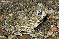 arroyo toad