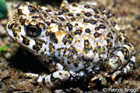 arroyo toad