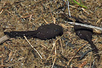 Yosemite Toad tadpoles