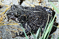 Black Toad