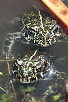 Black Toads