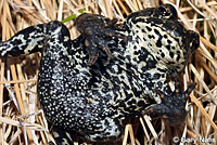 Black Toad