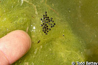 Red-spotted Toad eggs