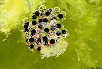 Red-spotted Toad eggs