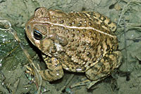 Rocky mountain toad