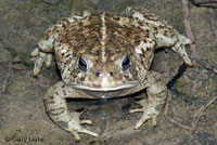 Rocky mountain toad