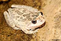 California Treefrog