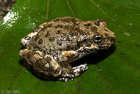 California Treefrog