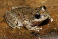 California Treefrog