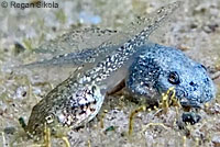 Baja California Treefrog