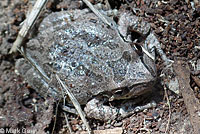 Baja California Treefrog