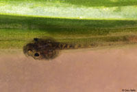 Baja California Treefrog Tadpole