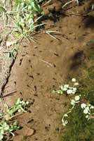 Baja California Treefrog Tadpoles