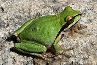 Baja California Treefrog