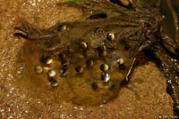 Sierran Treefrog Eggs