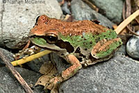 Northern Pacific Treefrog
