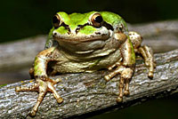 Baja California Treefrog