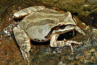 Baja California Treefrog