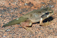 Northern Pacific Treefrog 