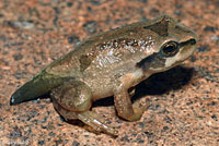 Northern Pacific Treefrog 