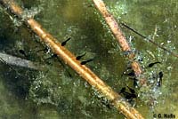 Sierran Treefrog Tadpoles