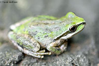 Sierran Treefrog