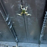 Sierran Treefrog
