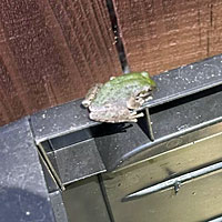 Sierran Treefrog