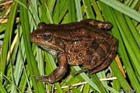 California Red-legged Frog