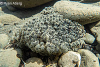 foothill yellow-legged frog eggs
