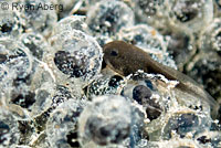 foothill yellow-legged frog eggs