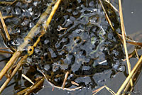 Northern Red-legged Frog Eggs