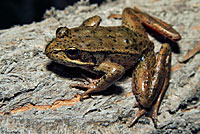 Northern Red-legged Frog