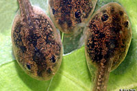 Northern Red-legged Frog Tadpoles