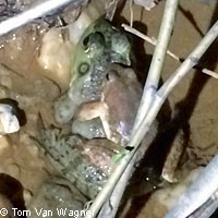 red-legged frogs