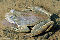 Foothill Yellow-legged Frog