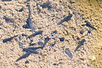 rana boylii tadpole