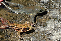 foothill yellow-legged frog comp