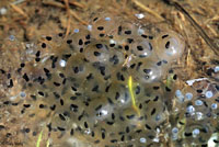 Cascades Frog Eggs