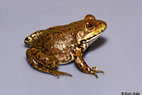 American Bullfrog Juvenile