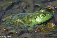 American Bullfrog