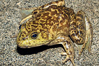 American Bullfrog