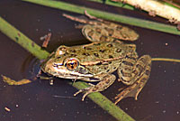 California Red-legged Frog