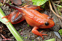 California Red-legged Frog