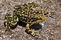 Southern Mountain Yellow-legged Frog