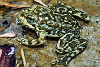 Southern Mountain Yellow-legged Frog