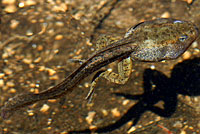 Sierra Nevada Yellow-legged Frog tadpole