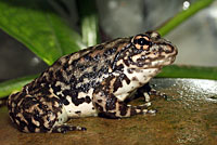 Southern Mountain Yellow-legged Frog