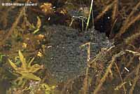 Northern Leopard Frog eggs