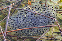Oregon Spotted Frog eggs